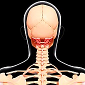 Human neck musculature,artwork