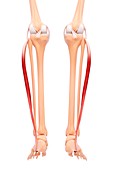 Human leg musculature,artwork