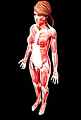 Female musculature,artwork