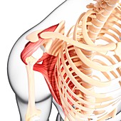 Human shoulder musculature,artwork