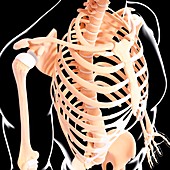 Human skeleton,artwork