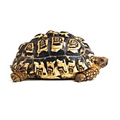 Leopard tortoise