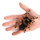 Mexican redknee tarantula