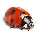 Seven-spot ladybird