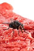 Bluebottle fly on meat
