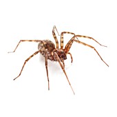 House spider