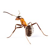 Wood ant