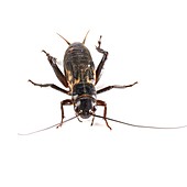 Black field cricket