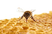 Honey bee on honeycomb