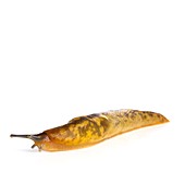 Yellow slug
