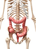 Healthy colon,artwork