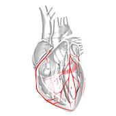 Coronary arteries,artwork