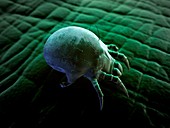 Dust mite,artwork