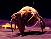 Dust mite,artwork