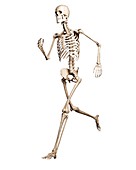 Running skeleton,artwork