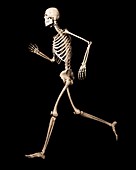 Running skeleton,artwork