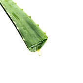 Cut Aloe vera leaf