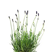 Lavender Lavandula sp plant