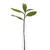 Bay tree Laurus nobilis stem