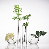 Medicinal plants,conceptual image