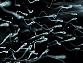 Human sperm,artwork