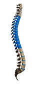 Thoracic spine,artwork