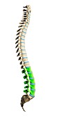 Lumbar spine,artwork