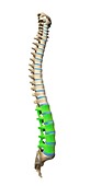 Lumbar spine,artwork