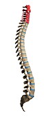 Cervical spine,artwork