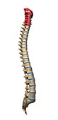 Cervical spine,artwork