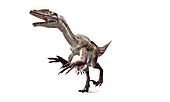 Utahraptor dinosaur,artwork