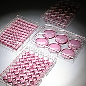 Cell culture plates
