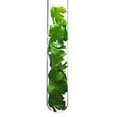 Parsley leaves in a test tube