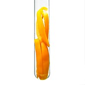 Pepper slices in a test tube