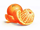 Oranges,artwork