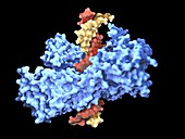 Type I topoisomerase protein bound to DNA