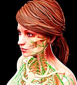 Female lymphatic system,artwork