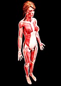 Female musculature,artwork