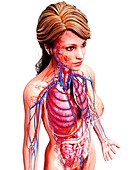 Female anatomy,artwork