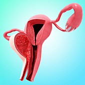 Female reproductive system,artwork