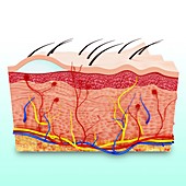 Human skin anatomy,artwork