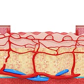 Human skin anatomy,artwork