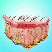 Human skin anatomy,artwork