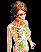 Female lymphatic system,artwork