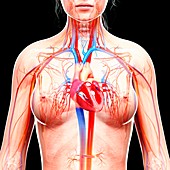 Female cardiovascular system,artwork