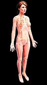 Female skeleton,artwork