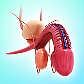 Male reproductive system,artwork