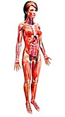 Female anatomy,artwork