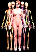 Female anatomy,artwork