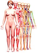 Female anatomy,artwork